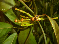 Oryctanthus cordifolius