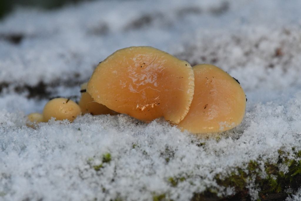Flammulina · November 2025 · photo: © marina_sad (iNaturalist, cc-by)