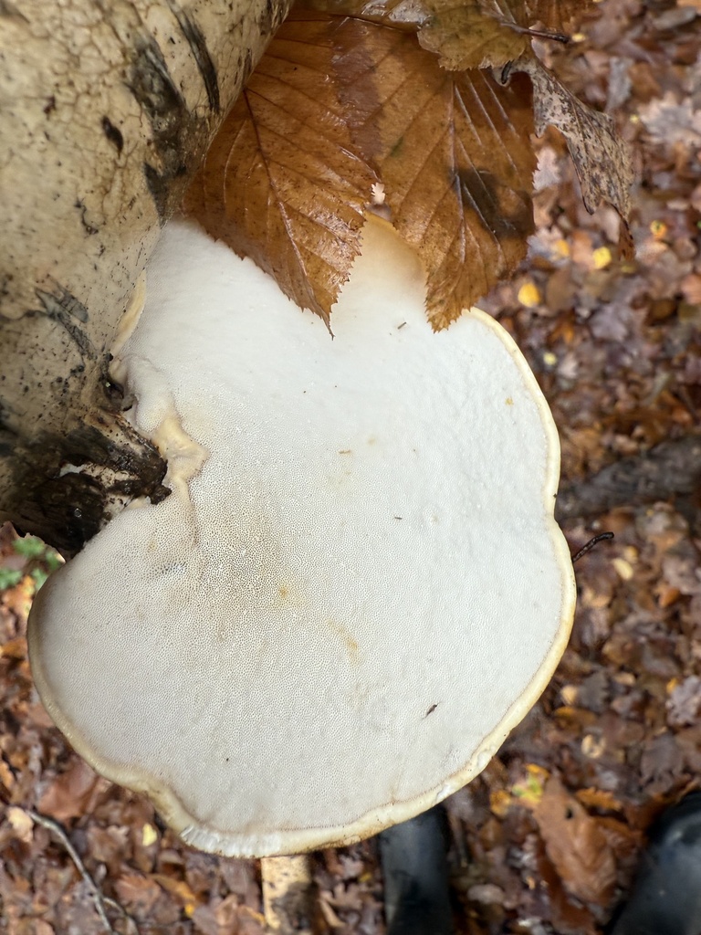 Fomitopsis betulina · November 2025 · photo: © cjoynson (iNaturalist, cc0)