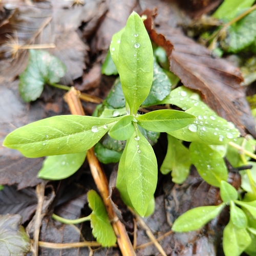 Dahurian chickweed (Cerastium davuricum)