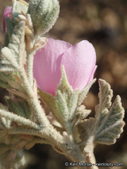 Malacothamnus abbottii