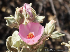 Malacothamnus abbottii