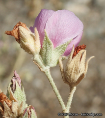 Malacothamnus abbottii