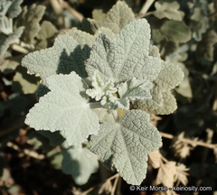 Malacothamnus abbottii
