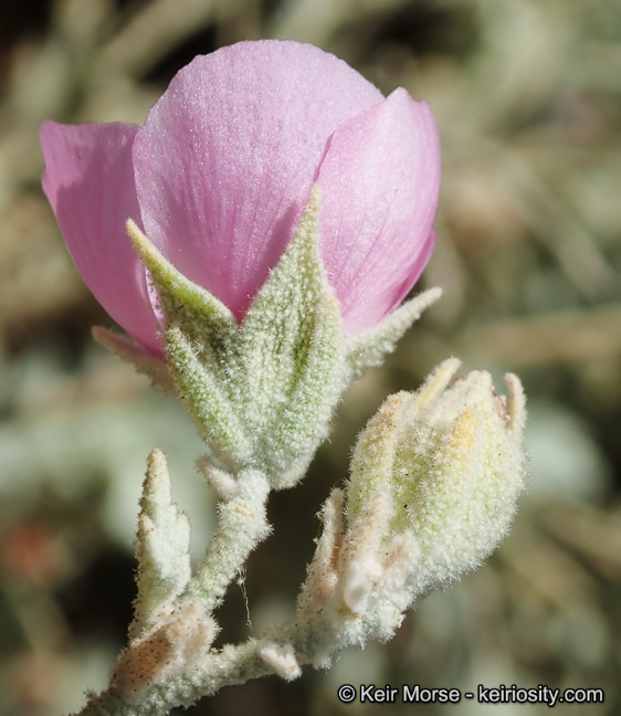 Malacothamnus abbottii