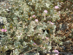 Malacothamnus abbottii