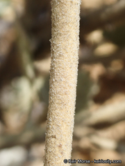 Malacothamnus abbottii