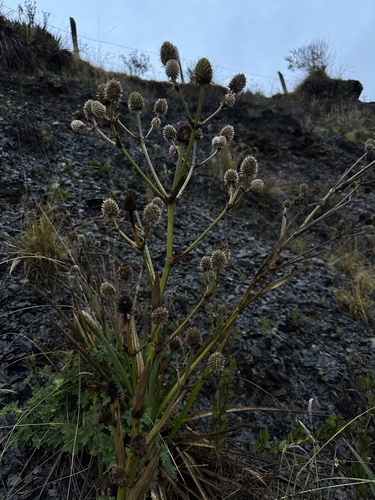 Eryngium humboldtii