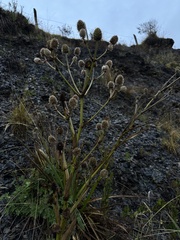 Eryngium humboldtii