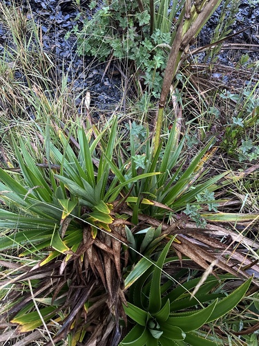 Eryngium humboldtii, photograph 2