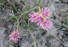 Gomphrena pulchella