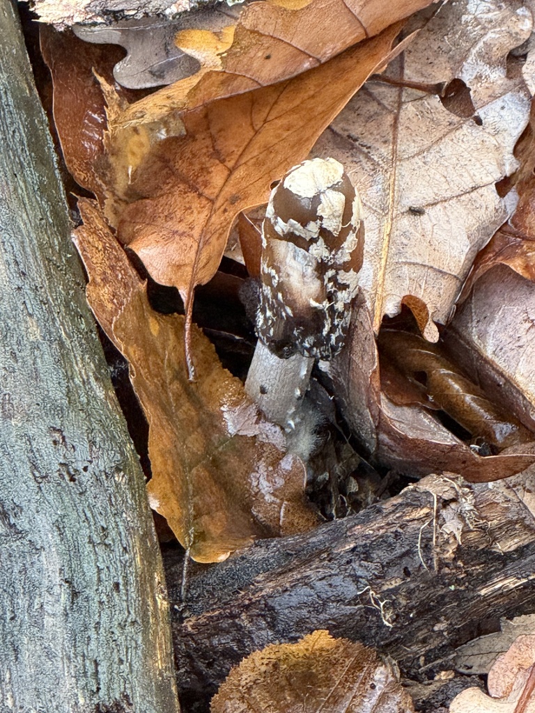 Coprinopsis picacea · November 2025 · photo: © cjoynson (iNaturalist, cc0)