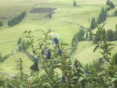 Pterophanes cyanopterus