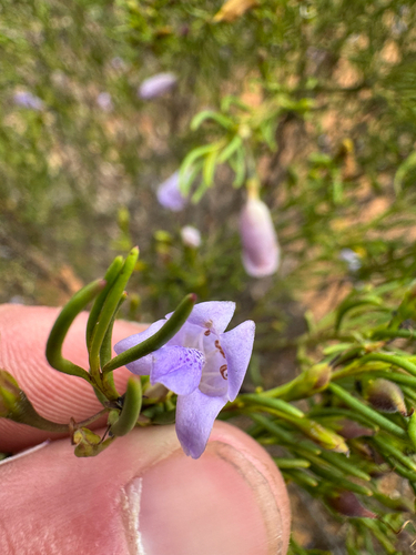 Violet-flowered Eremophila (Eremophila ionantha)