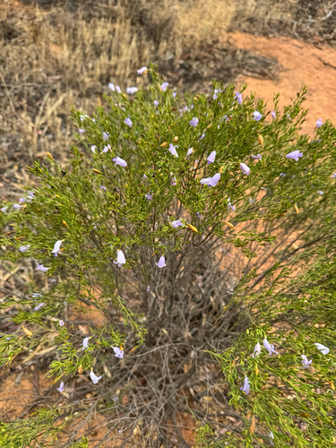 Eremophila ionantha, photograph 2
