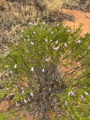(c) Tyler Anthony, some rights reserved (CC BY) Eremophila ionantha, photograph (c) Tyler Anthony, some rights reserved (CC BY)