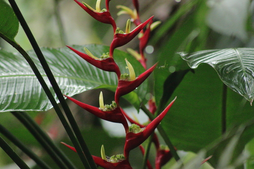 Heliconia farinosa (Heliconia farinosa)