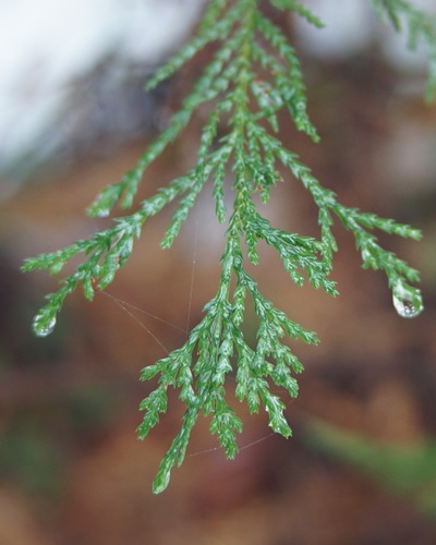 Port Orford Cedar seedling