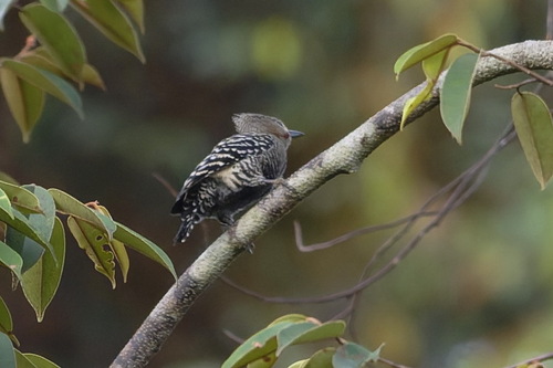 Buff-rumped Woodpecker (Meiglyptes grammithorax), photo 9