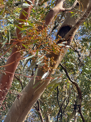 Eucalyptus salubris, photograph (c) Tyler Anthony, some rights reserved (CC BY)