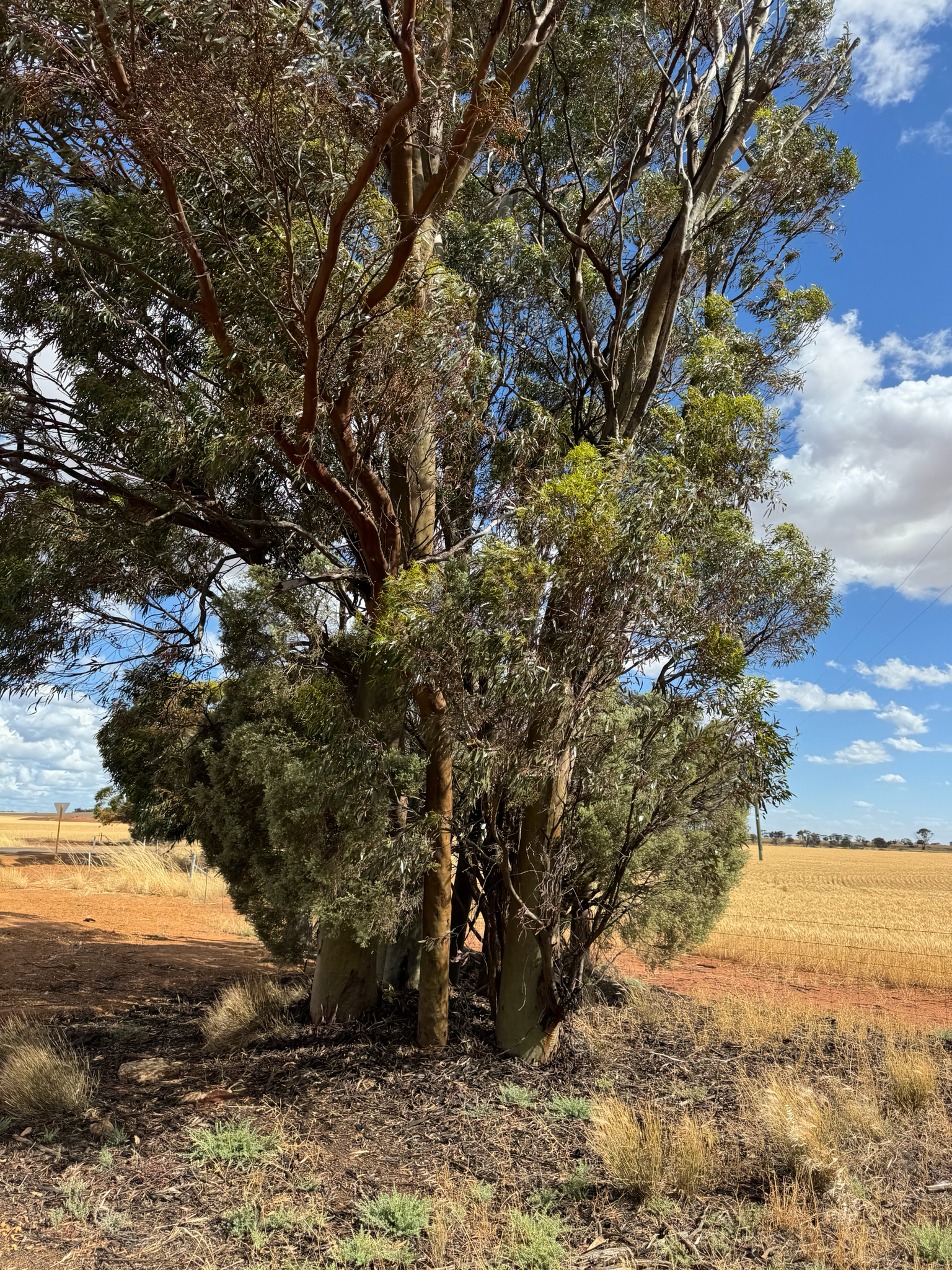 Common Gimlet (Eucalyptus salubris)