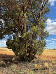 Common Gimlet (Eucalyptus salubris)