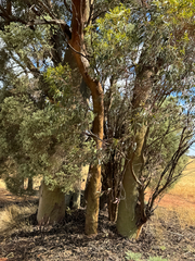 Eucalyptus salubris, photograph (c) Tyler Anthony, some rights reserved (CC BY)