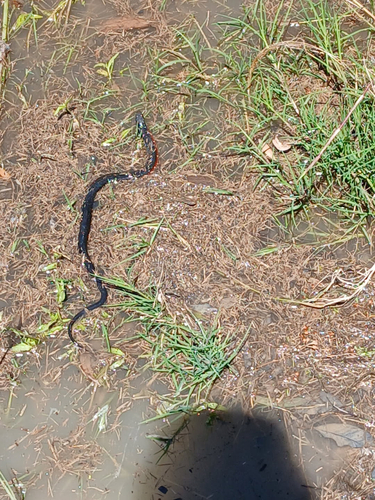 Red-bellied Black Snake sighting
