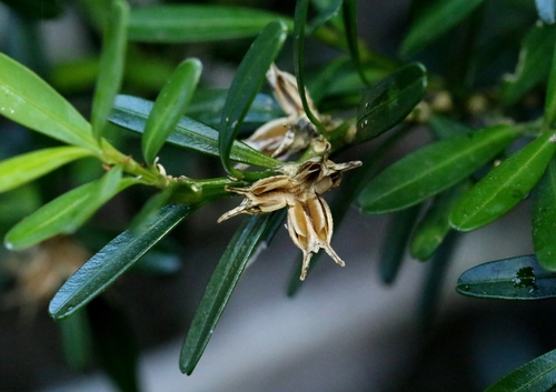 Buxus harlandii (Buxus harlandii)