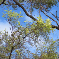 Grevillea parallela