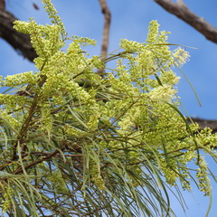 Grevillea parallela