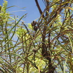Grevillea parallela
