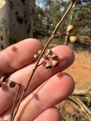 Salmon Gum (Eucalyptus salmonophloia)