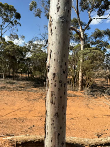 Eucalyptus salmonophloia, photograph 6