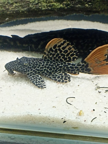 Leopard cactus pleco (Pseudacanthicus leopardus) — Loricariidae — 5