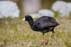 Fulica americana