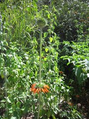 Leonotis nepetifolia image