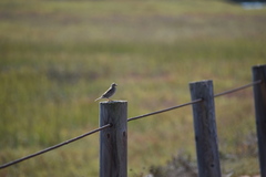Passerculus sandwichensis rostratus