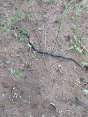 Leptodeira nigrofasciata