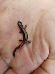 Plethodon larselli