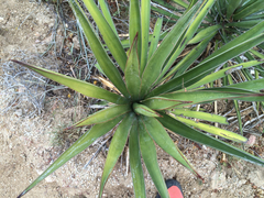 Yucca capensis