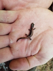 Plethodon larselli
