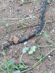 Leptodeira nigrofasciata