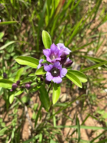 Gentiana rigescens