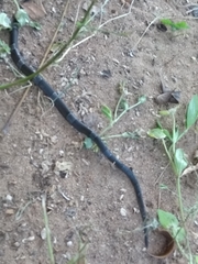 Leptodeira nigrofasciata