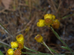 Chrysocephalum semipapposum