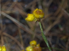 Chrysocephalum semipapposum