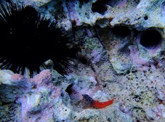 Tripterygion melanurus