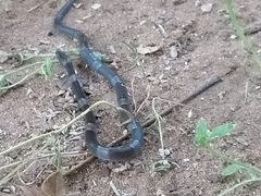 Leptodeira nigrofasciata