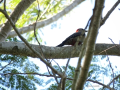 Melanerpes aurifrons